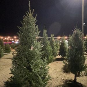 Meet your Posher, Jeanie